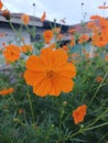 Close Up of Orange cosmos Flowers in Bloom Royalty Free Stock Photo