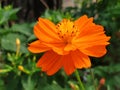 Orange Cosmos sulphureus flower Royalty Free Stock Photo