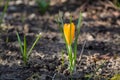 Close up of orange crocus blooming in spring with natural brown background.
