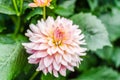 Close up Orange Dahlia hybrid flower with blurred background Royalty Free Stock Photo