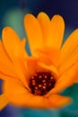 Close-up of an orange daisybush known as African daisy or osteospermum Royalty Free Stock Photo