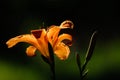 Close Up of an Orange Daylily in the Sun Royalty Free Stock Photo