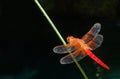 Close up of orange dragonfly against black