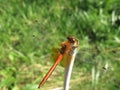 Close-up orange dragonfly Royalty Free Stock Photo