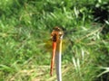 Close-up orange dragonfly Royalty Free Stock Photo