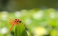 Close up of orange dragonfly by pond