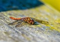 Close up of an orange dragonfly on wood Royalty Free Stock Photo