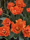 Close-up of orange Dutch tulips in full bloom