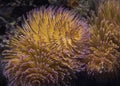 Close up of an orange Feather-duster worm or giant fanworm (Sabellastarte longa) with purple tips