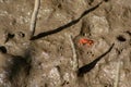 Close up of Orange Fiddler Crab or Ghost crab walking on mudflats in mangrove forest during low tide, Tanjung Piai National Park, Royalty Free Stock Photo