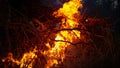 CLOSE UP: Orange flames burn through a stack of firewood in someone\'s backyard. Royalty Free Stock Photo