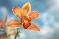 a close up of an orange flower against a blue sky Royalty Free Stock Photo