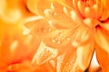 Close up of orange flower aster Royalty Free Stock Photo