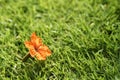 Close-up Orange flower bloom on green grass or sward.