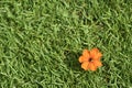 Close-up Orange flower bloom on green grass or sward, desktop background texture.