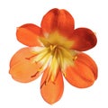 Close-up of orange flower of clivia Royalty Free Stock Photo