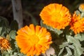 Close-up of orange flower of marigold medicinal plant Calendula officinalis Royalty Free Stock Photo