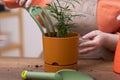 close up of orange flower pot with recently repotted chamedorea, fertilize the soil and using rake Royalty Free Stock Photo