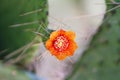 Flowering Succulent Cactus with Needles, Close Up Royalty Free Stock Photo