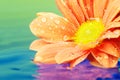 Close-up of an orange flower reflected in water