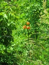 Close up of a orange flowering golden apple plant (Lilium carniolicum)