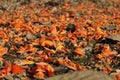 Close-up of orange flowering plant on the graound.