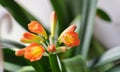 Close up of orange flowers of a Clivia, Clivia miniata or Klivie. Kaffir lily in bloom Royalty Free Stock Photo