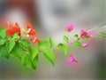 close up of orange flowers, cute, beautiful, branches, garden, nature, sunlight, fragile, Bougainvillea Royalty Free Stock Photo