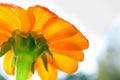 Close-up of orange flowers in the garden / Macro drops of water on orange flower in forest