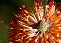 Close up of the orange flowers of an inflorescence of the Australian native Heath Banksia, Banksia ericifolia, family Proteaceae