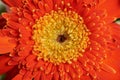 Close up of orange flowers