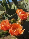 Close up of the orange flowers and thorny green leaves of the prickly pear or pear cactus - Opuntia - against a blue and white sky