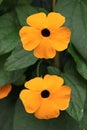 Close up of orange flowers of Thunbergia alata in pot on white background