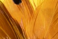 Close up of orange fluffy feathers