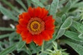 A close up of orange Gazania rigens flower of the `Frosty Kiss` F1 variety in the garden, top view, copy space for text Royalty Free Stock Photo