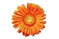 Close up from a orange gerbera flower Royalty Free Stock Photo