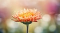 Close up of orange gerbera flower with bokeh background Royalty Free Stock Photo