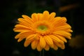 Close-up of a orange gerbera flower on a dark background