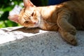 The Orange Ginger cat just woke up from sleep.