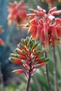 Close up of orange and green flower buds on an Aloe sheilae plant Royalty Free Stock Photo