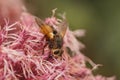 Close up on an orange hairy Tachinid fly, Tachina fera sitting on a pink Eupatorium flower