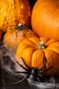 Close-up of orange halloween pumpkins with spiders, on table with spider web, selective focus, Royalty Free Stock Photo