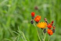 Close up of orange hawkweed with copy space, also called Hieracium aurantiacum or habichtskraut Royalty Free Stock Photo