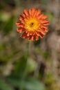 Orange Hawkweed - Pilosella aurantiaca Royalty Free Stock Photo