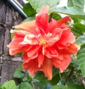 Orange Hibicus hybrid Flower in the Garden