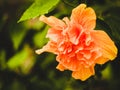 In Full Bloom: The Vibrant Majesty of an Orange Hibiscus Flower Royalty Free Stock Photo