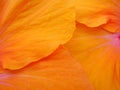 Close up of Orange Hibiscus petals