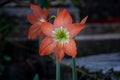 Close-up on orange Hippeastrum flower Hippeastrum puniceum Royalty Free Stock Photo