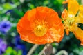 Close up of a orange Iceland poppy(Scientific name papaver nudicaule) Royalty Free Stock Photo