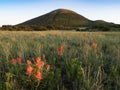 Close Up of Orange Indian Paintbrush Flowers with Capulin Volcano in the Background Royalty Free Stock Photo